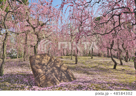 京のしだれ梅 48584302