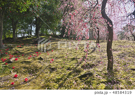 京のしだれ梅 京のしだれ梅 48584319
