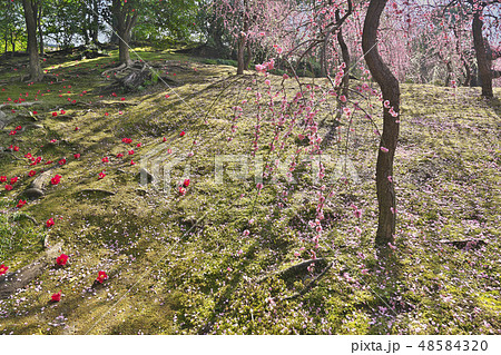 京のしだれ梅 48584320