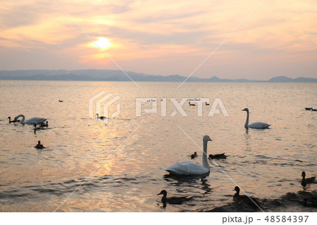 福島県の猪苗代湖の志田浜からの夕日と白鳥 48584397