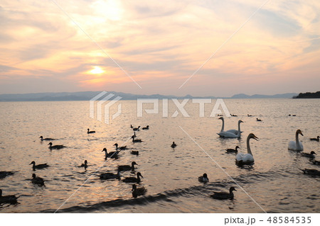 福島県の猪苗代湖の志田浜からの夕日と白鳥 48584535