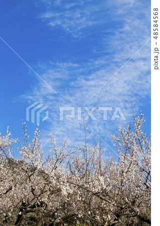 【神奈川県】曽我梅林 48584568