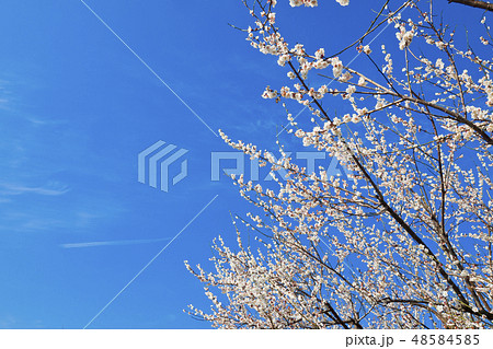 【神奈川県】曽我梅林 48584585