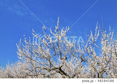 【神奈川県】曽我梅林 48584586