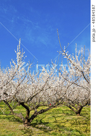 【神奈川県】曽我梅林 【神奈川県】曽我梅林 48584587