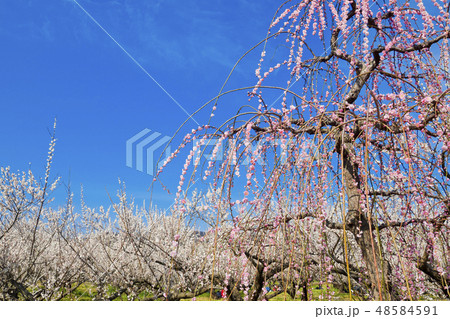 【神奈川県】曽我梅林 48584591