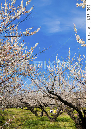 【神奈川県】曽我梅林 48584597
