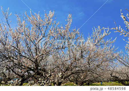 【神奈川県】曽我梅林 48584598
