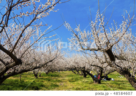 【神奈川県】曽我梅林 48584607