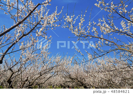 【神奈川県】曽我梅林 48584621