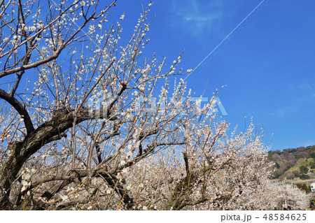 【神奈川県】曽我梅林 48584625