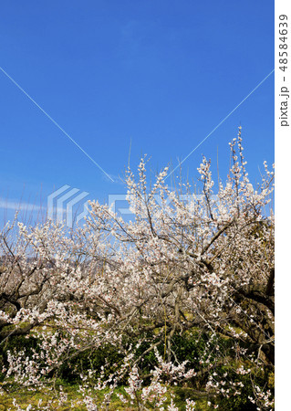 【神奈川県】曽我梅林 48584639