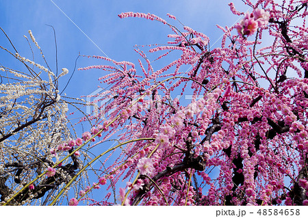 【神奈川県】曽我梅林 【神奈川県】曽我梅林 48584658