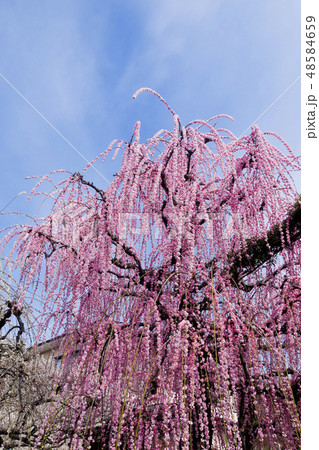 【神奈川県】曽我梅林 48584659