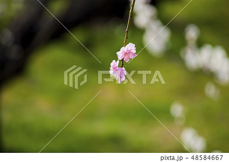 【神奈川県】曽我梅林 48584667