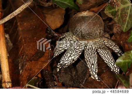 自然 キノコ ツチグリ、裂けた外皮の網目模様が美しいですが落ち葉の中ではあまり目立ちません 自然 キノコ ツチグリ、裂けた外皮の網目模様が美しいですが落ち葉の中ではあまり目立ちません 48584689