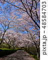 さくら道 48584703