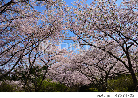 さくら 48584705