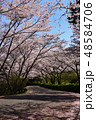 桜並木 48584706