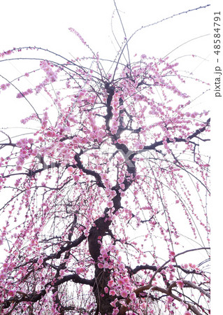 【神奈川県】曽我梅林 【神奈川県】曽我梅林 48584791