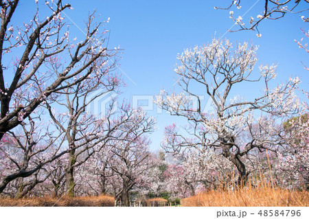 東京都 府中市郷土の森 梅園 東京都 府中市郷土の森 梅園 48584796