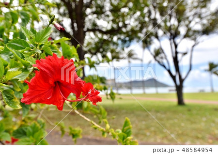 ハワイの休日 48584954