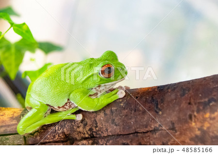モリアオガエル 48585166