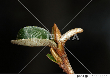 自然　植物　ナツグミ、三月初めの芽吹き。葉の表、裏とも鱗状毛がよく目立ちます 48585377