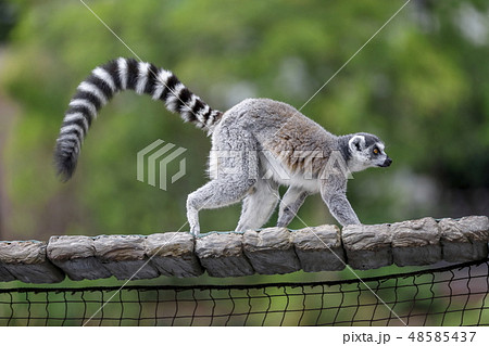 ワオキツネザル ワオキツネザル 48585437