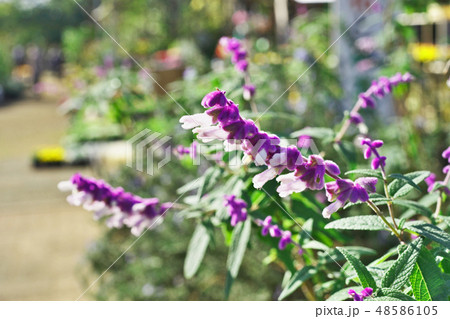 紫色のメキシカンセージの花 48586105