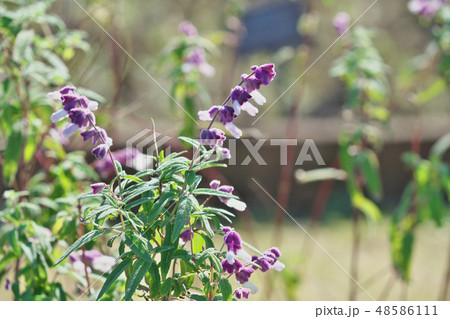 紫色のメキシカンセージの花 48586111