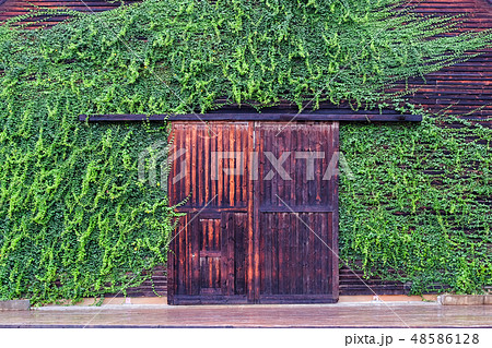 Wooden house covered with green leaves Wooden house covered with green leaves 48586128