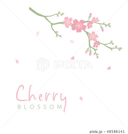 桜の枝のイラストのイラスト素材