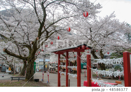 鬼怒川温泉 護国神社の桜 48586377
