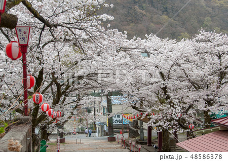 鬼怒川温泉 護国神社の桜 48586378