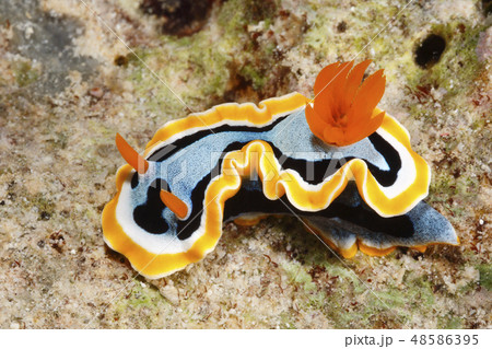Nudibranch, Chromodoris annae Nudibranch, Chromodoris annae 48586395