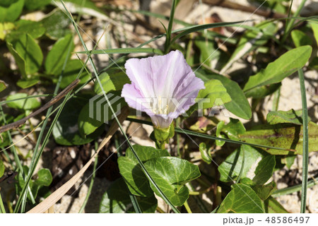 ハマヒルガオ ヒルガオ科 の開花の写真素材