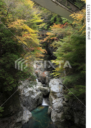 みたらい渓谷-紅葉 みたらい渓谷-紅葉 48586575
