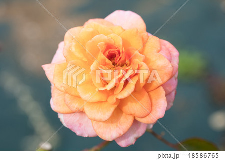 オレンジのバラの花 48586765