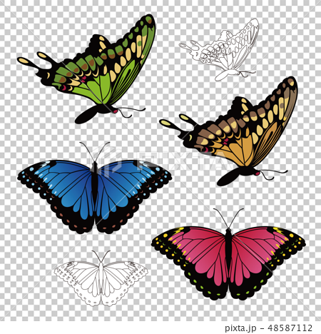 カラフルなアゲハ蝶やモルフォ蝶のイラストのイラスト素材