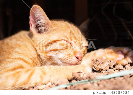 Ginger cat is sleeping 48587584
