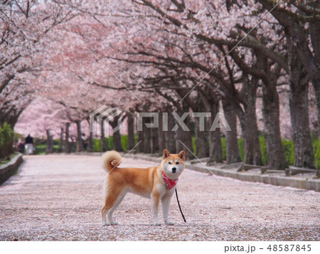 桜並木の柴犬 48587845