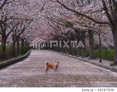 ピンクの並木道の柴犬 48587846
