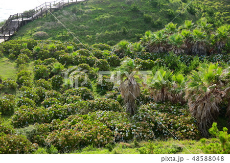 風景 観光 風 48588048