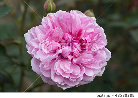 ピンクのバラの花 ピンクのバラの花 48588389