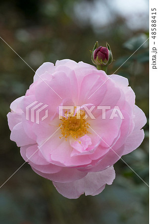 ピンクのバラの花 ピンクのバラの花 48588415
