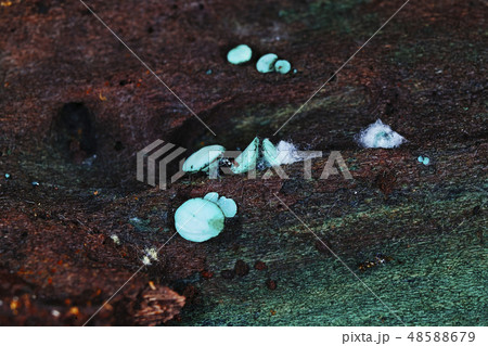 きのこ きのこ 48588679