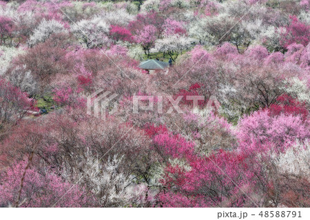 梅園 梅園 48588791