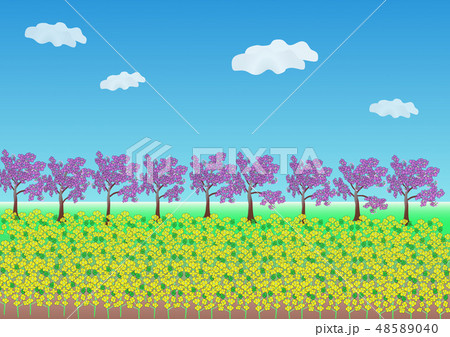 花のある風景 春 菜の花と桜並木のイラスト素材