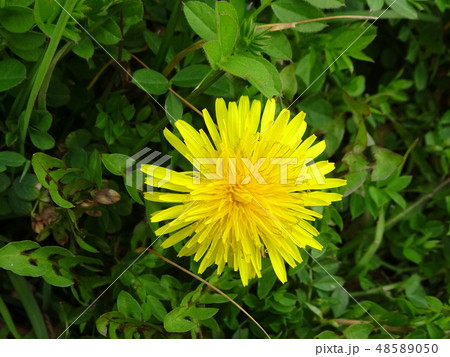 咲き始めのセイヨウタンポポ 咲き始めのセイヨウタンポポ 48589050